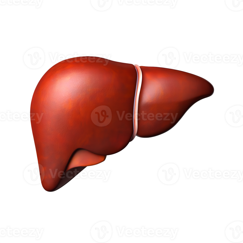 3d render of human liver anatomy, medical education model isolated png