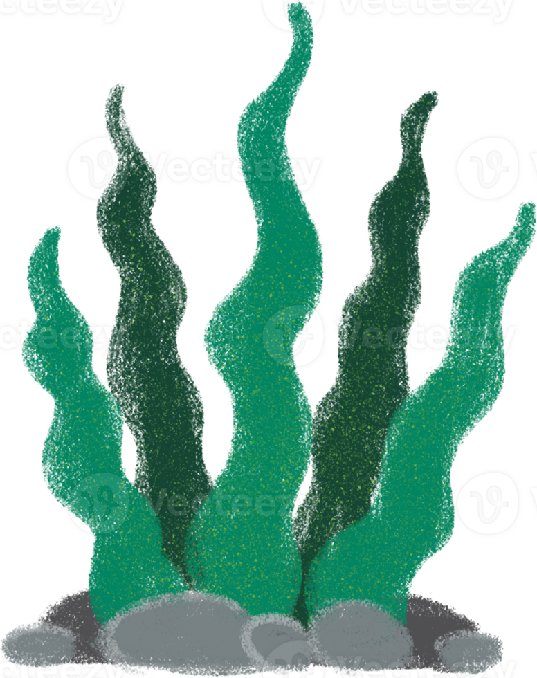 Seaweed Cute sea animals in crayon style transparent for stickers, icons, logos, etc. png