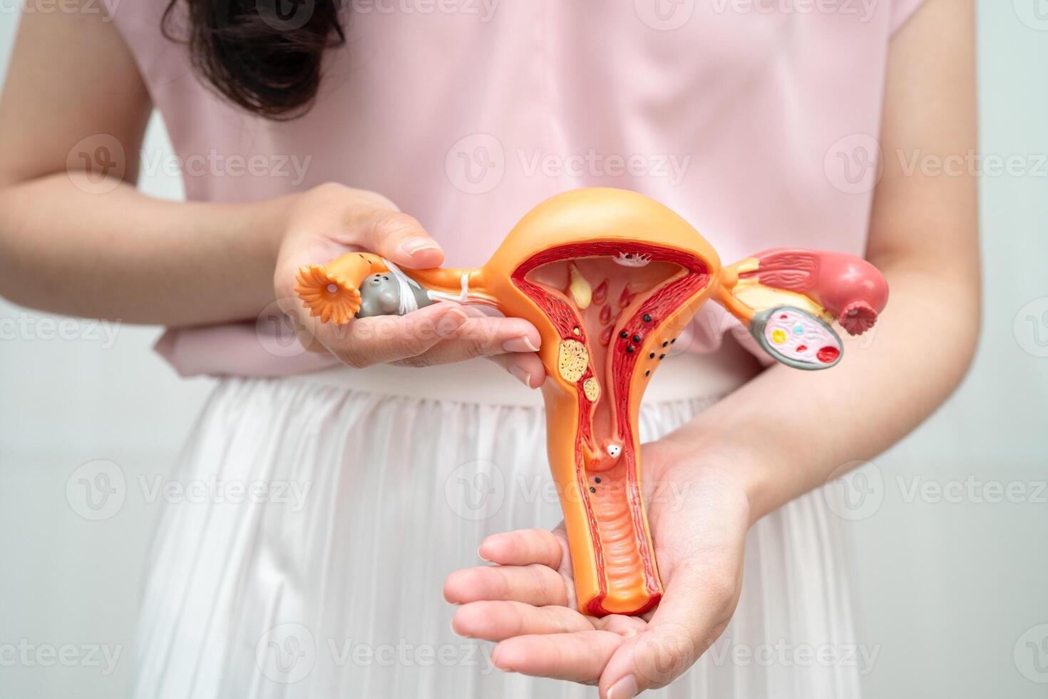 Uterus, Asian woman holding human anatomy model. photo
