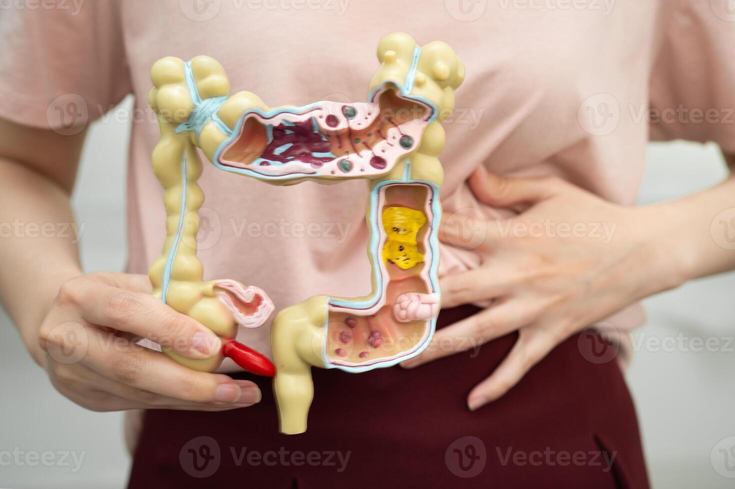 Intestine woman holding anatomy photo