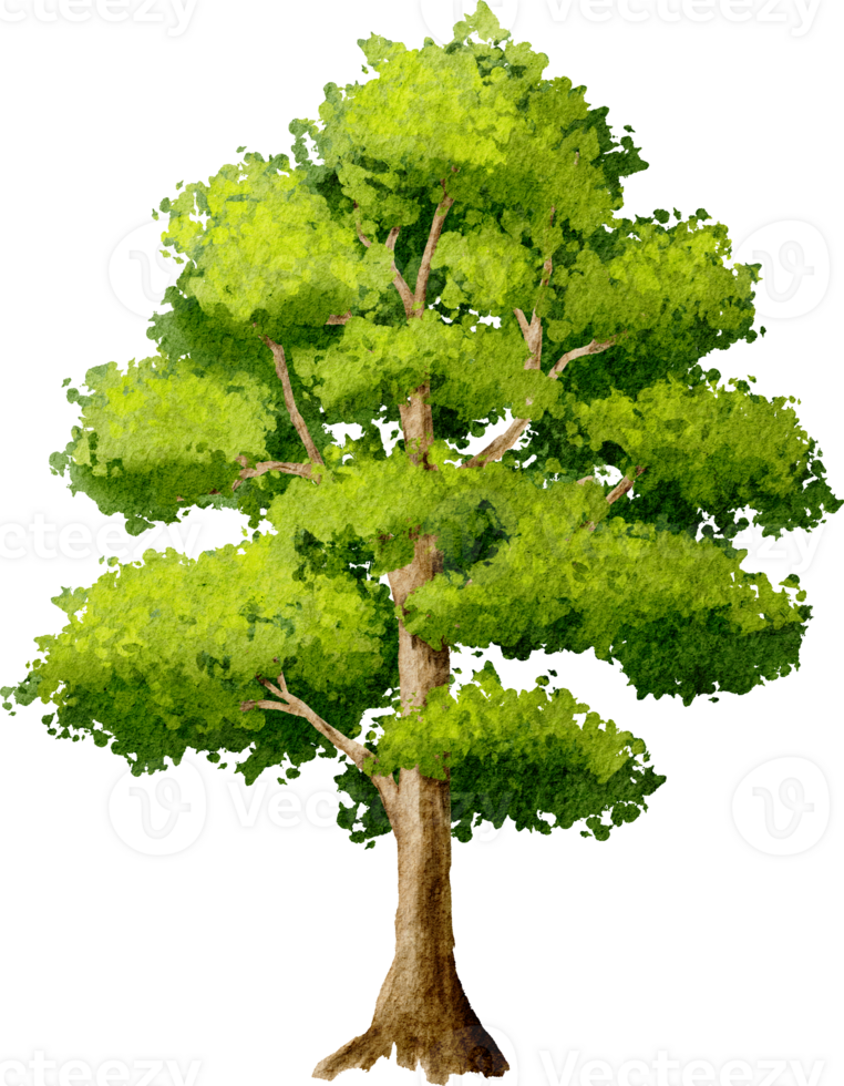 Tree garden Watercolor Illustration png