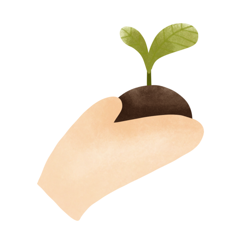 green sprout in the hand png