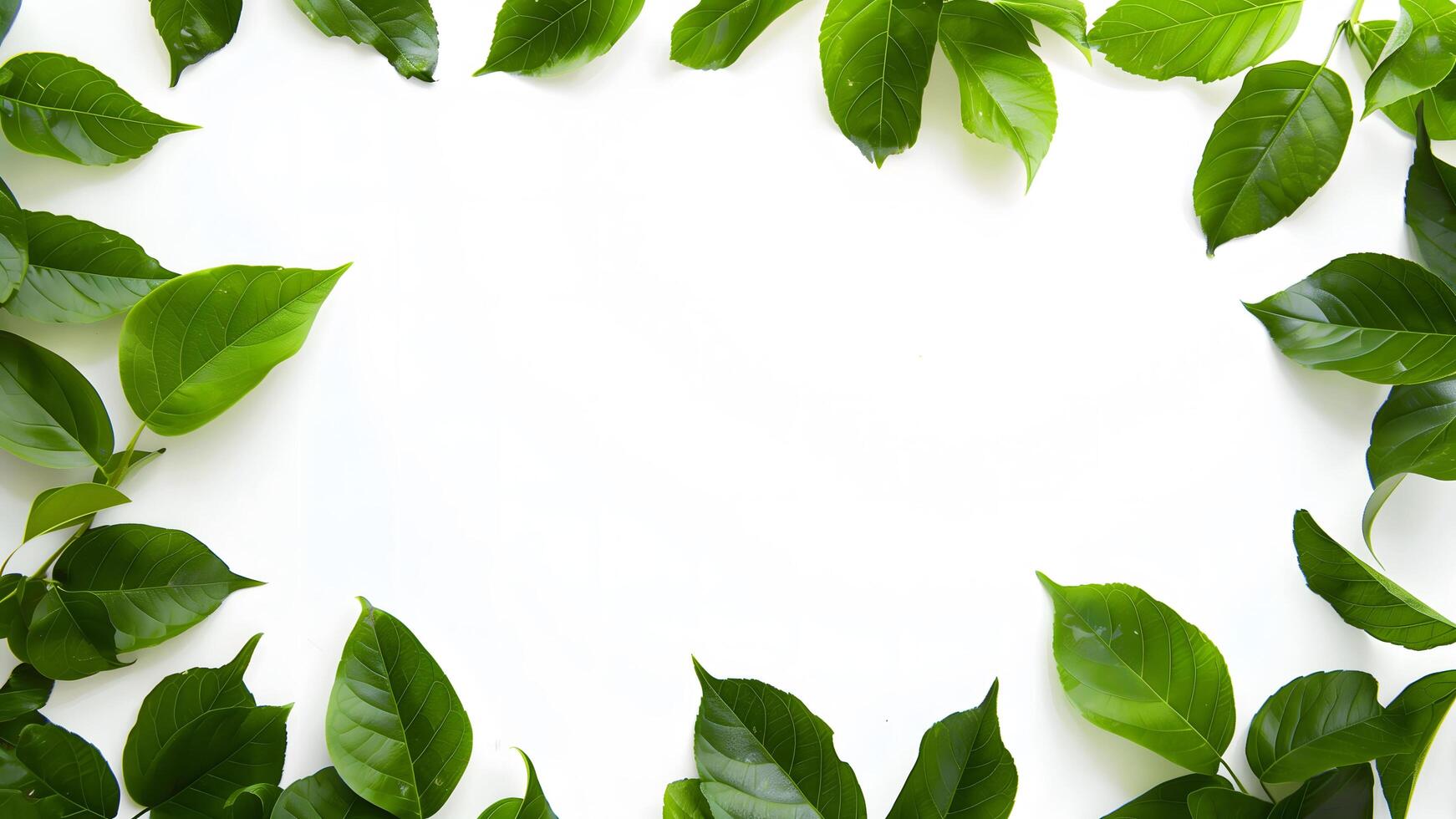White background with green leaves around its border photo