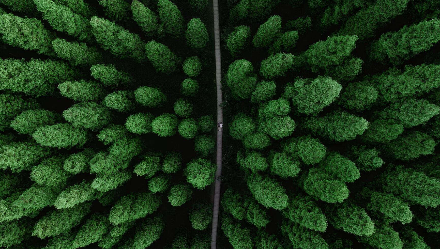 Aerial View of Symmetrical Green Forest with Path photo