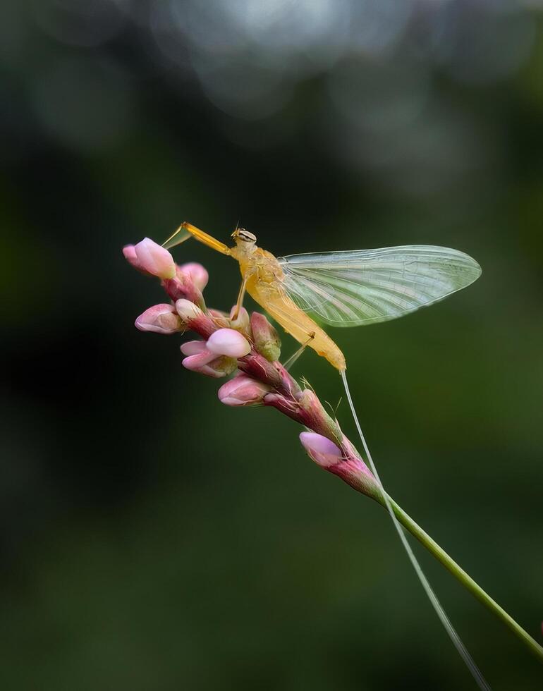 Pale Mayfly on Pink Flower Closeup photo