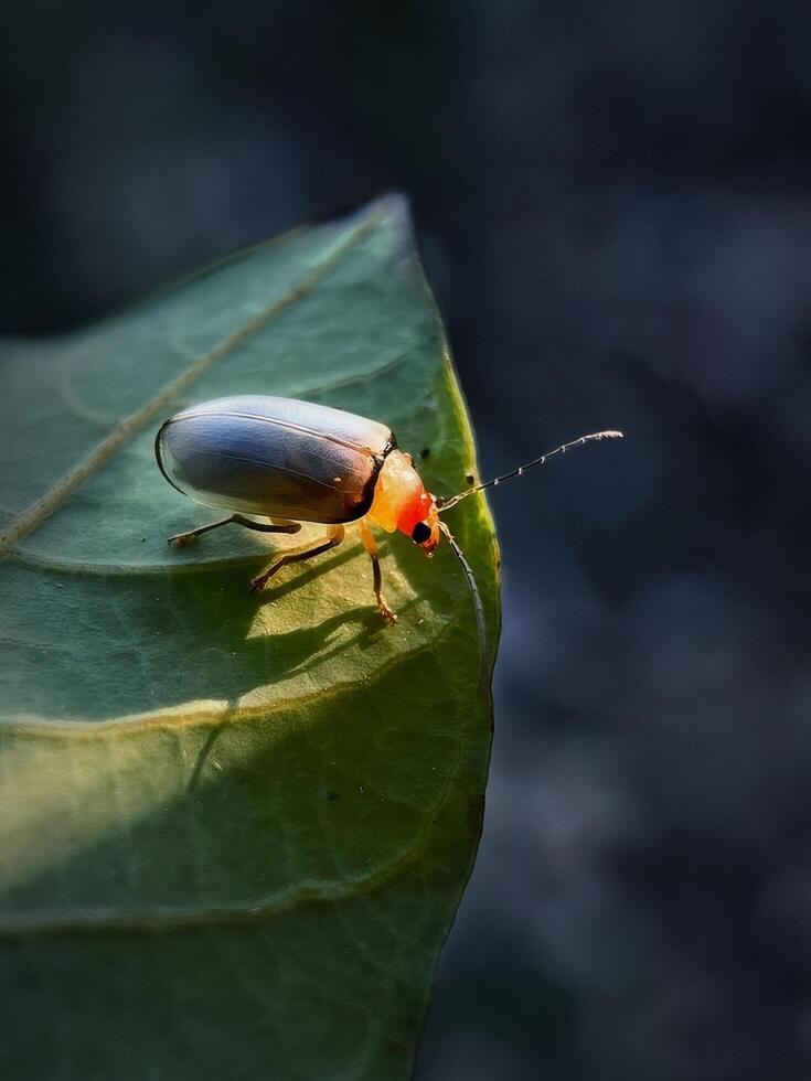 Closeup of a Small White and Orange Beetle on a Green Leaf photo