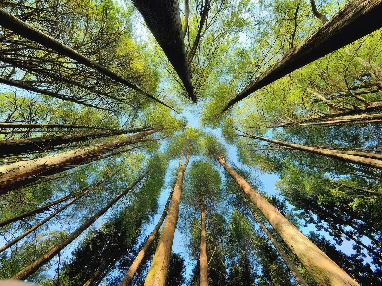Looking Up Through a Lush Green Forest Canopy Under a Bright Blue Sky photo