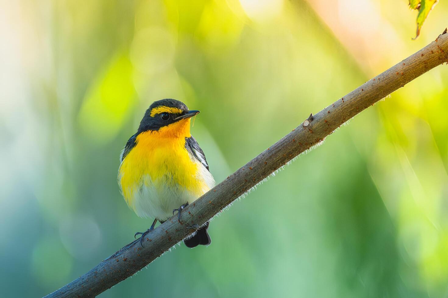 Small Yellow Bird Perched on Branch photo