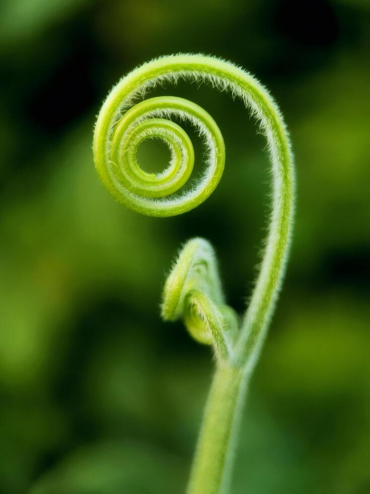Bright Green Plant Spiral Close Up photo