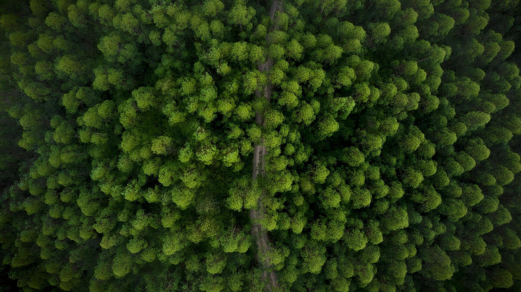 Aerial View of Lush Green Forest with Central Path photo