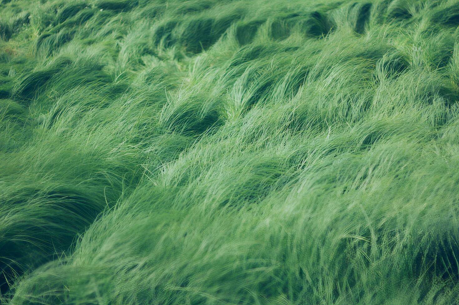 Lush Green Grass Field Texture photo