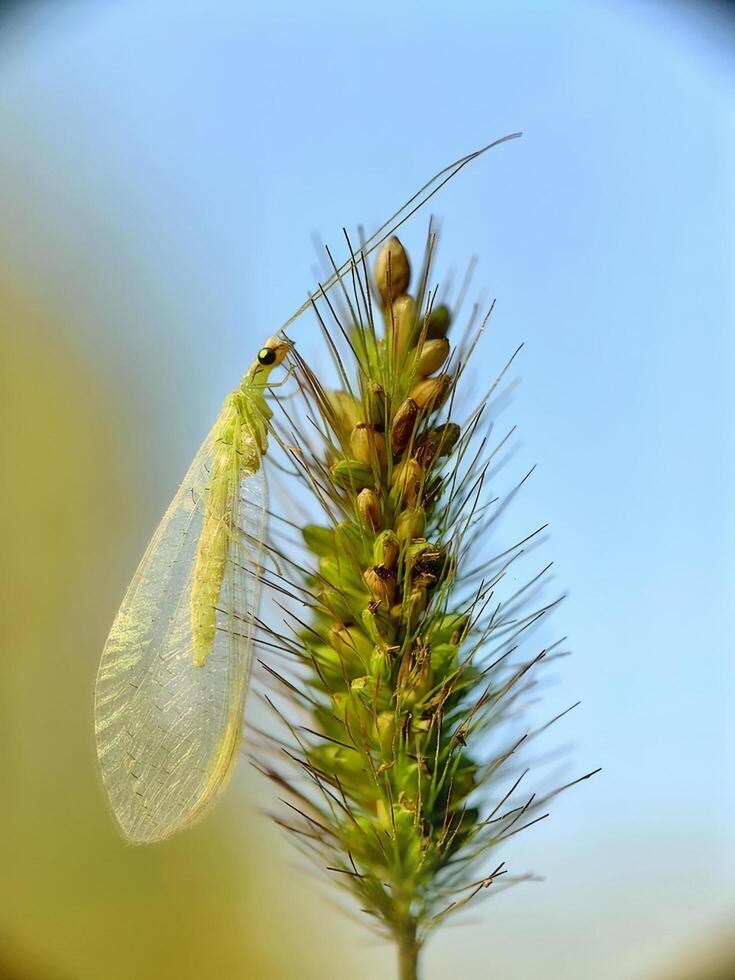 Green Lacewing on a Green Plant Against a Blue Sky photo