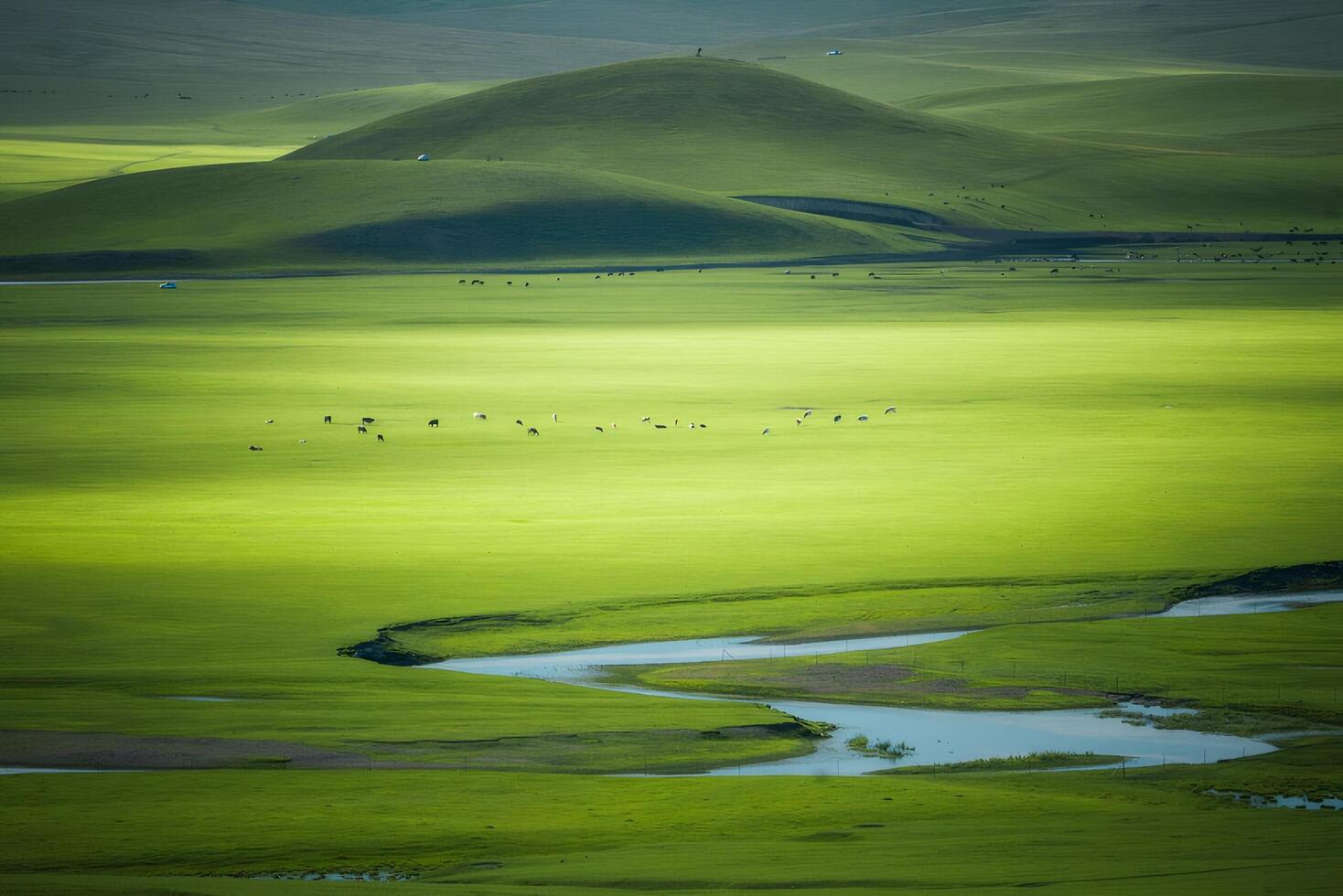 Cattle Grazing in Lush Green Grassland with Winding River photo