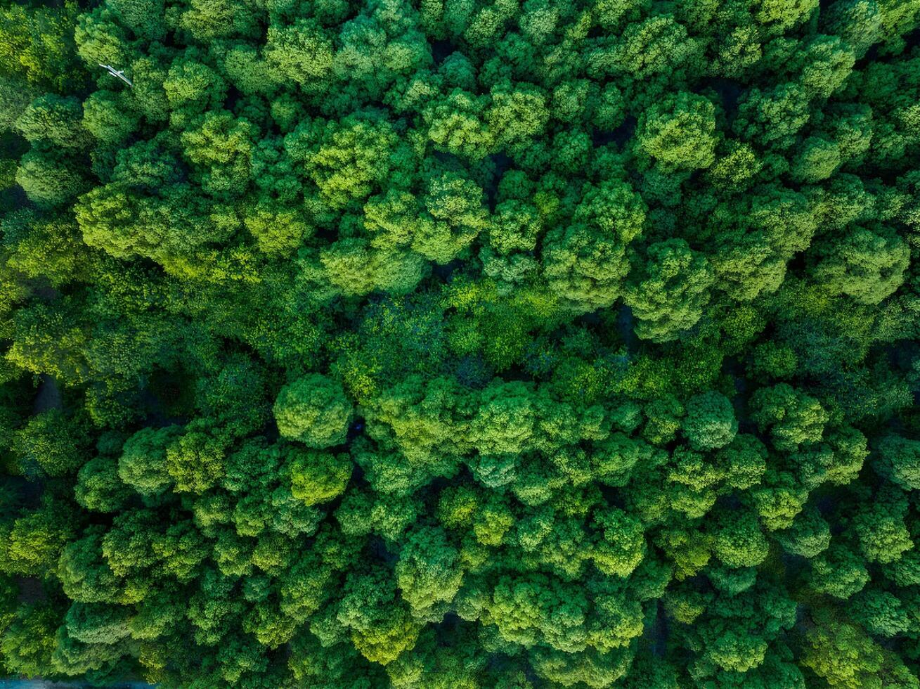 Aerial View of Lush Green Forest Canopy photo