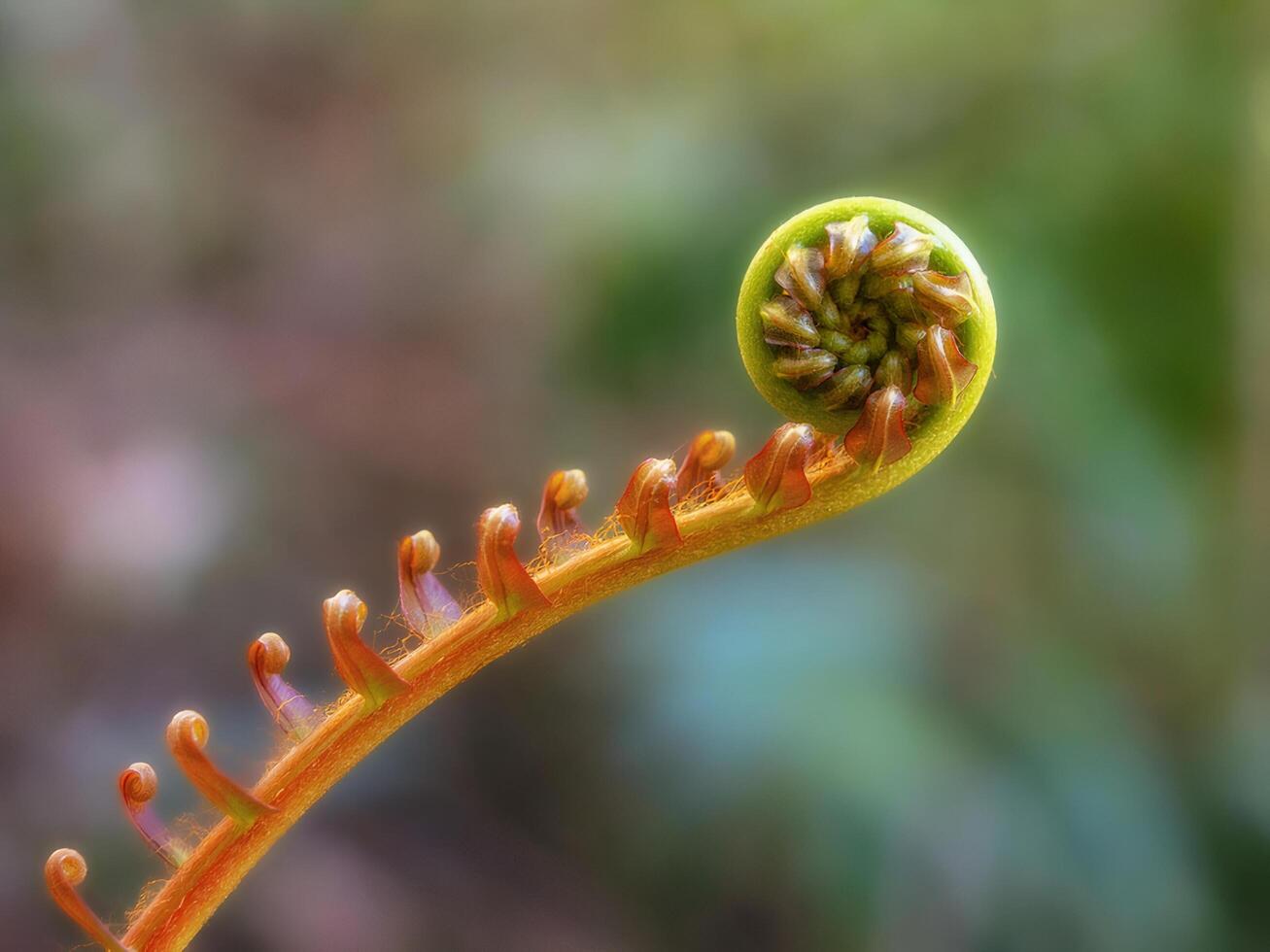 Unfurling Fern Fiddlehead Close Up photo