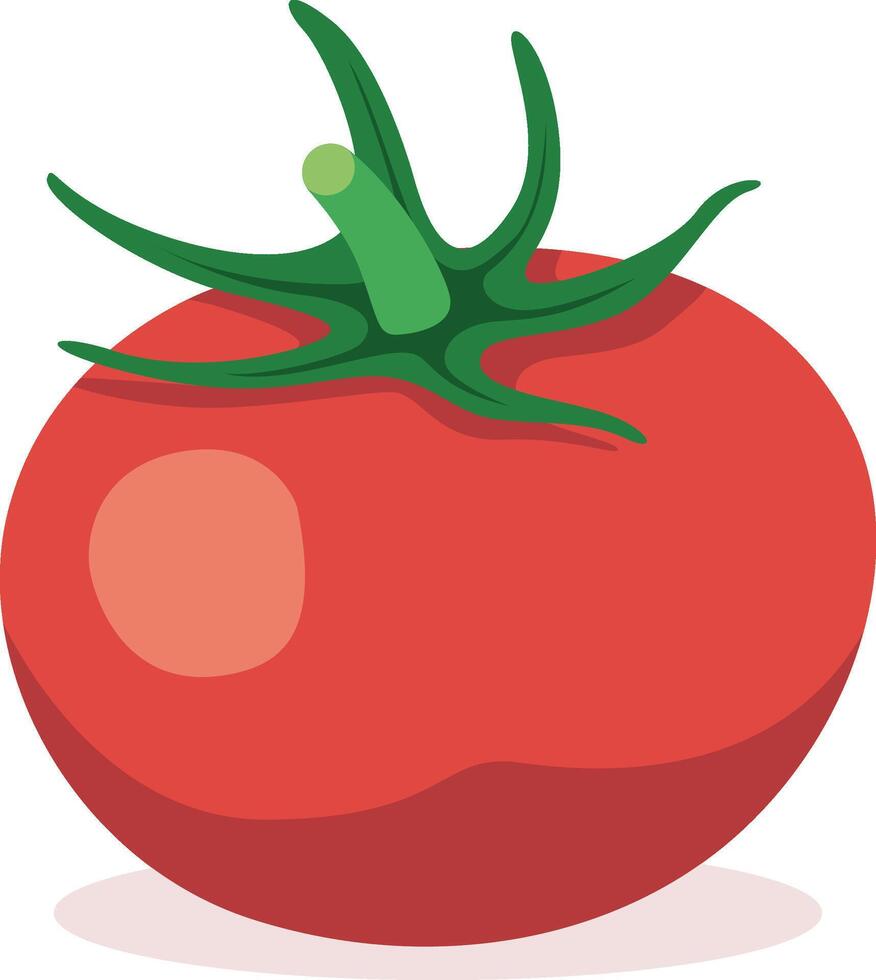 fresh red tomato with green stem vector