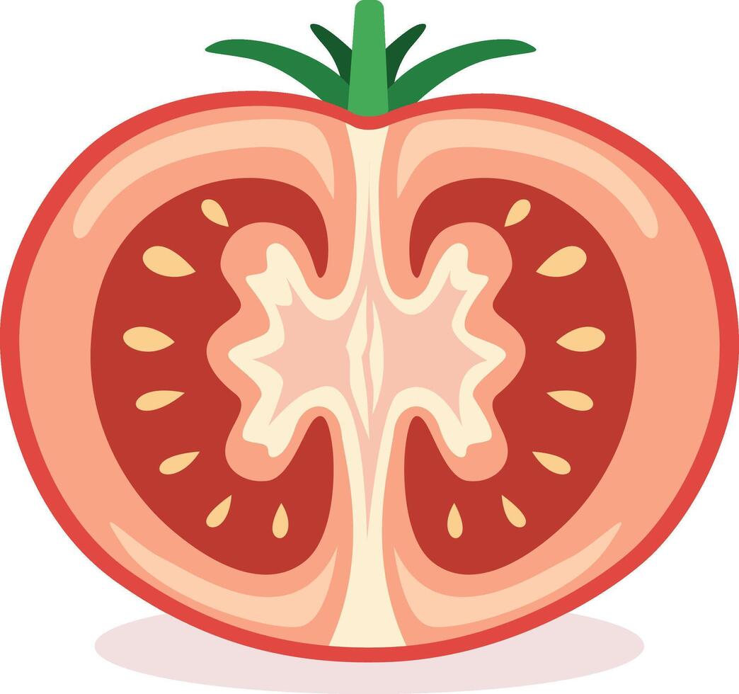 sliced tomato with green top vector
