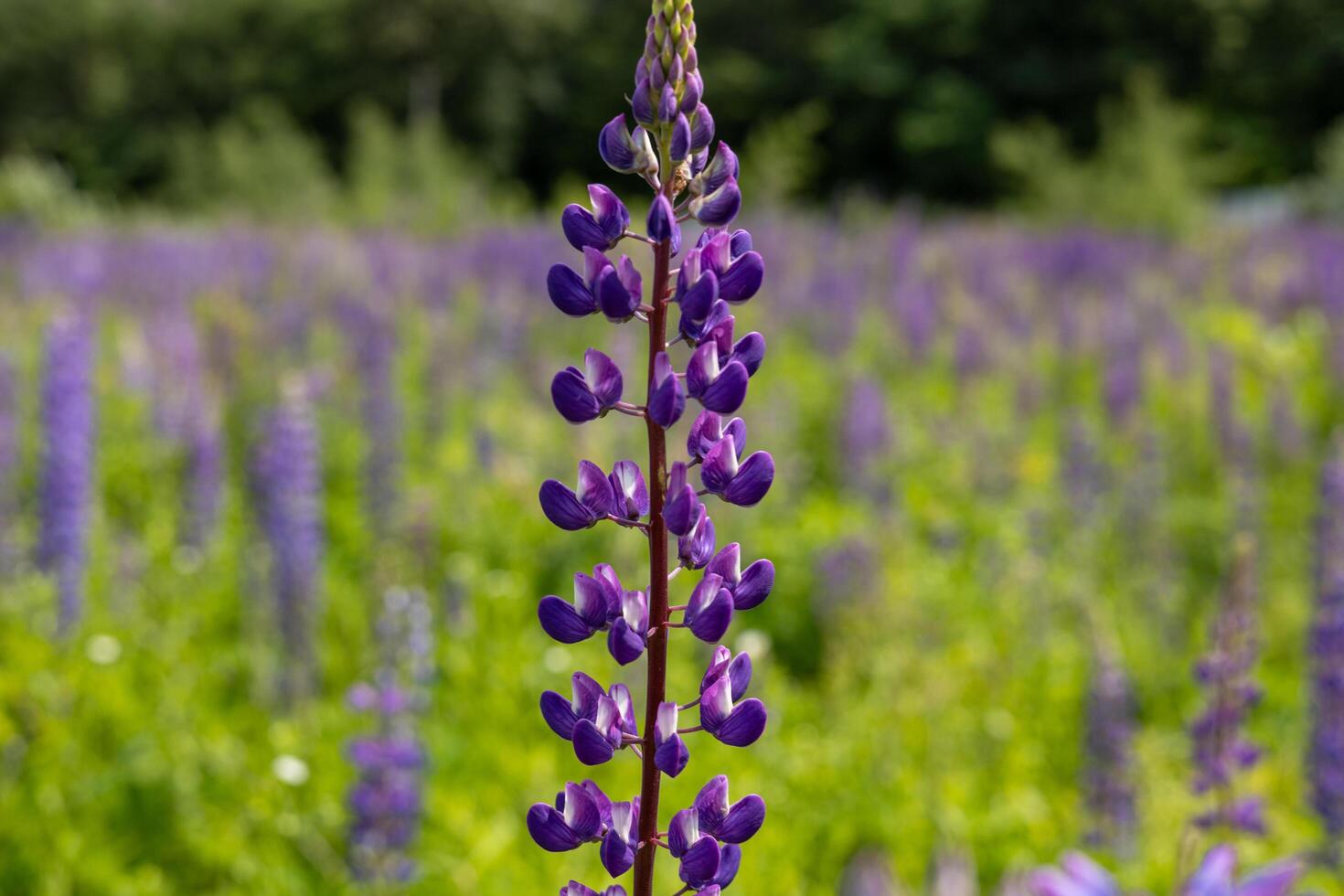 Tall purple lupine flowers stand out against a backdrop of vibrant green foliage in a sunny landscape filled with blossoms photo