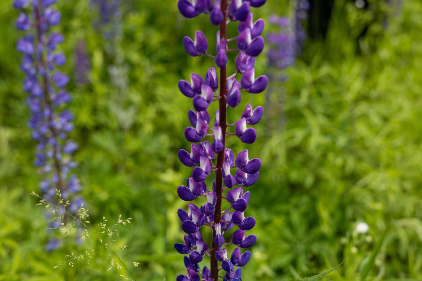 Bright purple lupine flowers stand tall amidst vibrant green foliage during spring, showcasing nature's beauty in full bloom photo