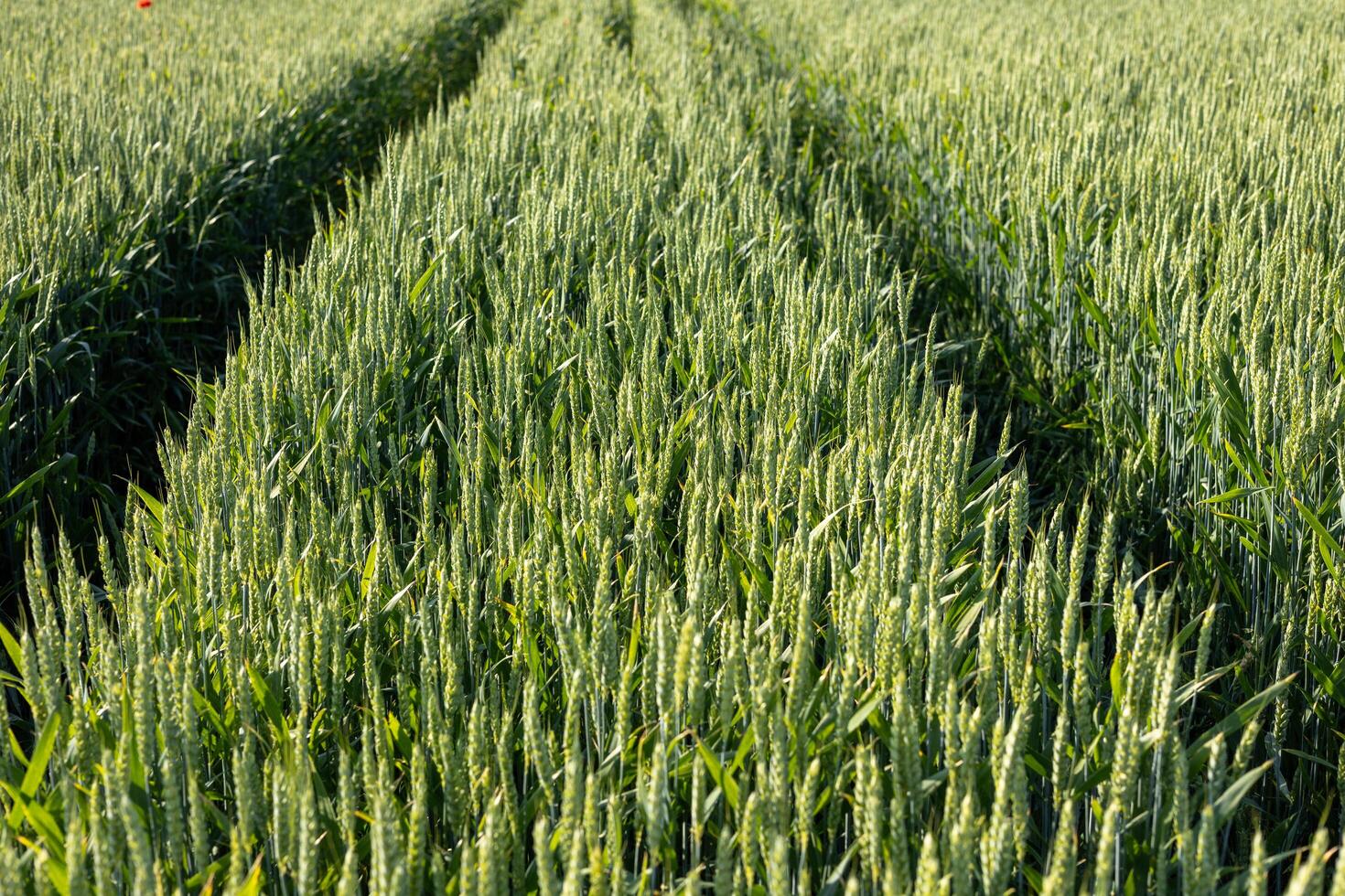 Wheat plants stand tall in a lush green field, marked by tire tracks, showcasing a thriving summer harvest under clear skies photo