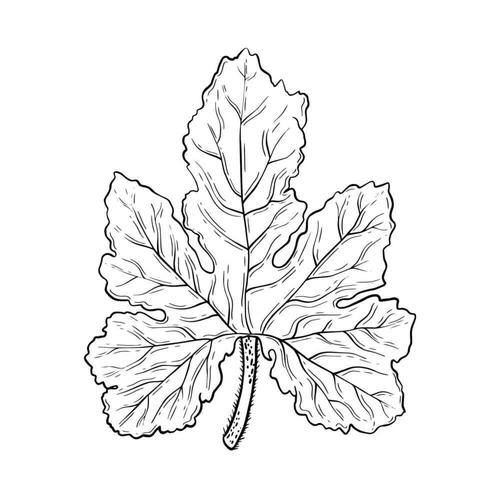 This is a Detailed Illustration of a Leaf that is ideal for Nature and Botany Projects and studies vector