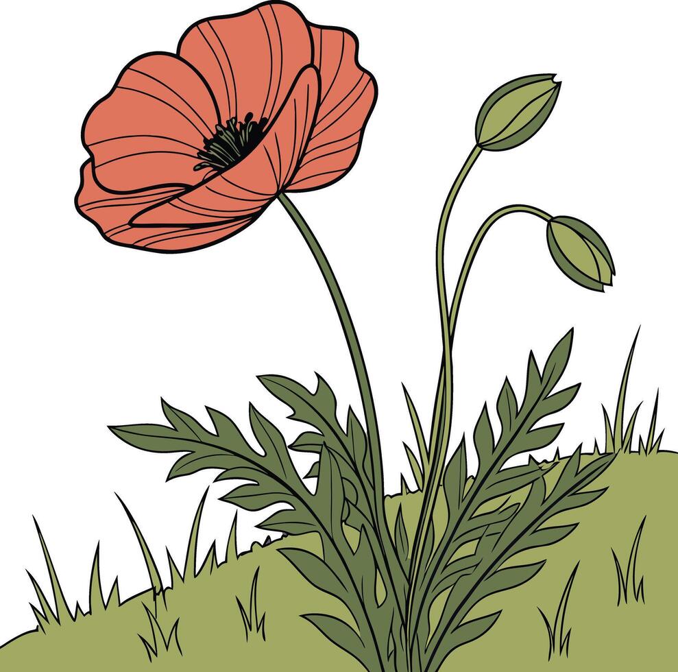 Vibrant poppy flower illustration vector
