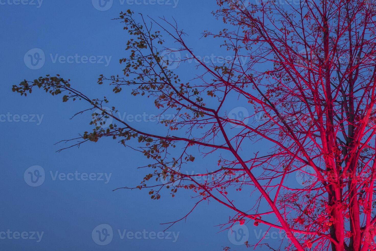 Naked tree highlighted with pink against blue sky. Closeup view. photo