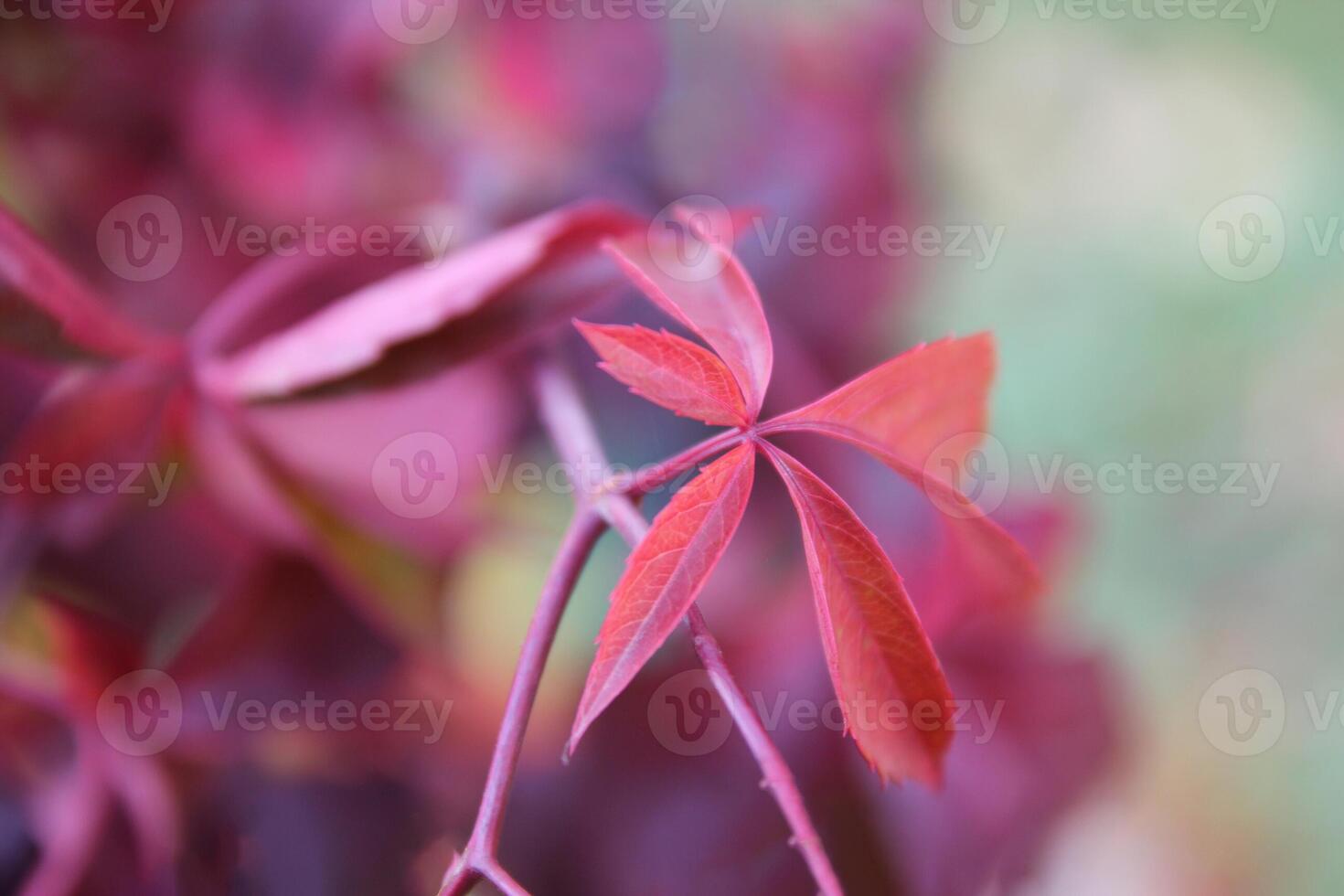 Pink or purple autumn leaves for background. Selective focus. photo