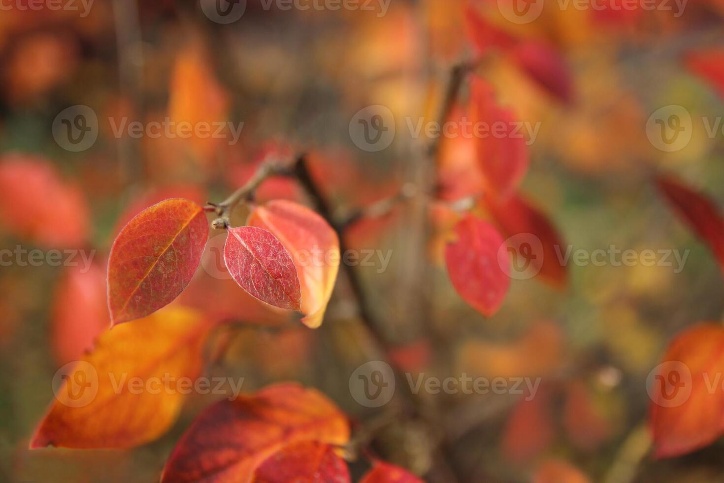 Bush with red leaves. Autumn colors. Selective focus. photo