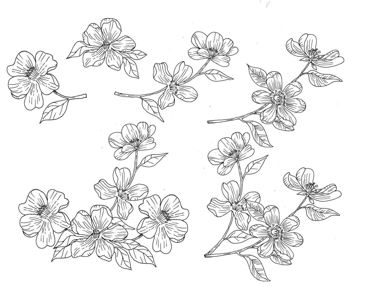 Hand Drawn Jasmine Flower Illustration vector
