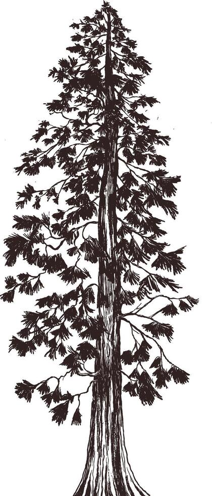 big Pine tree sketch illustration vector