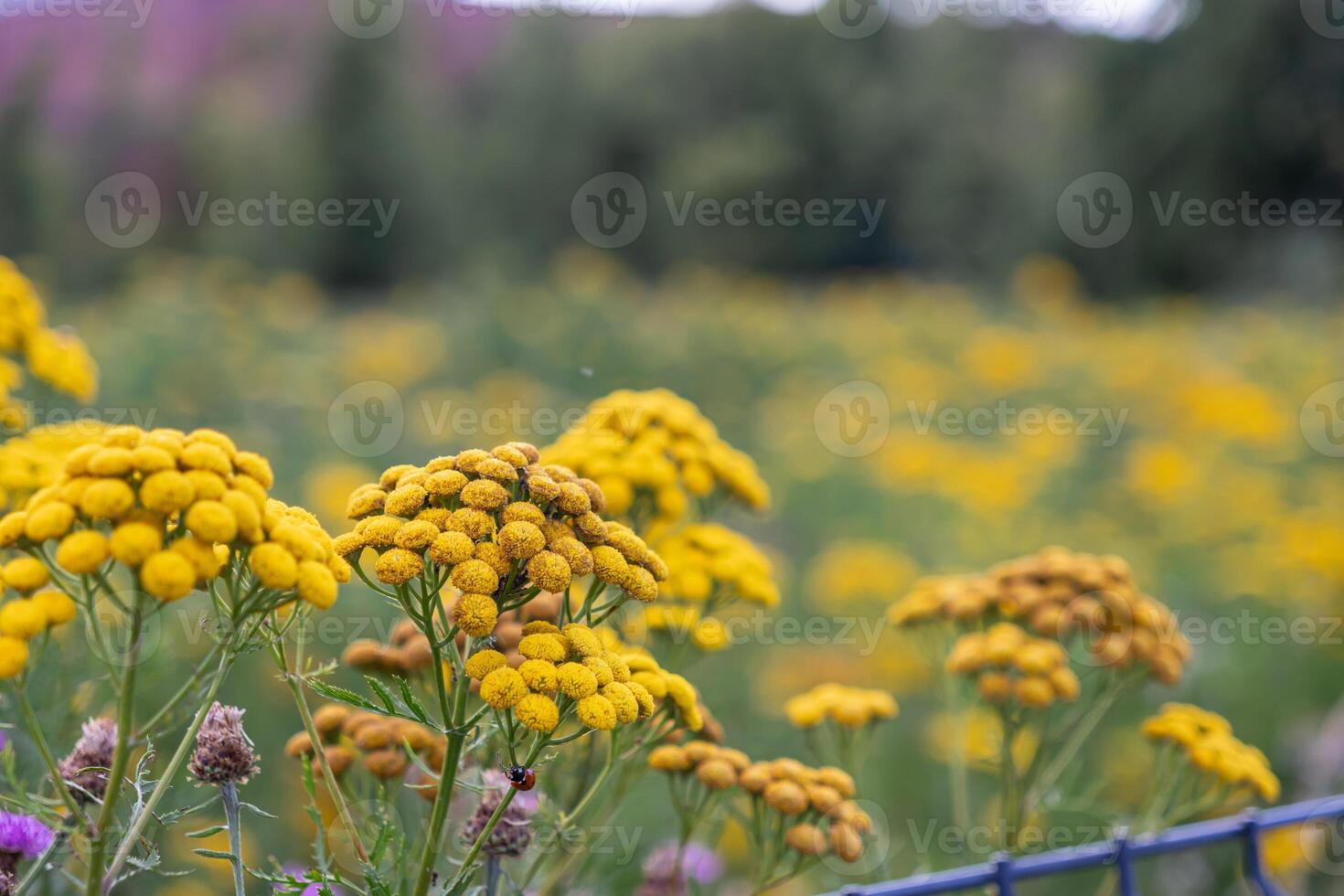 Vibrant yellow tansy flowers bloom profusely in a sprawling natural summer field, symbolizing wild botanical beauty and ecosystem vitality photo