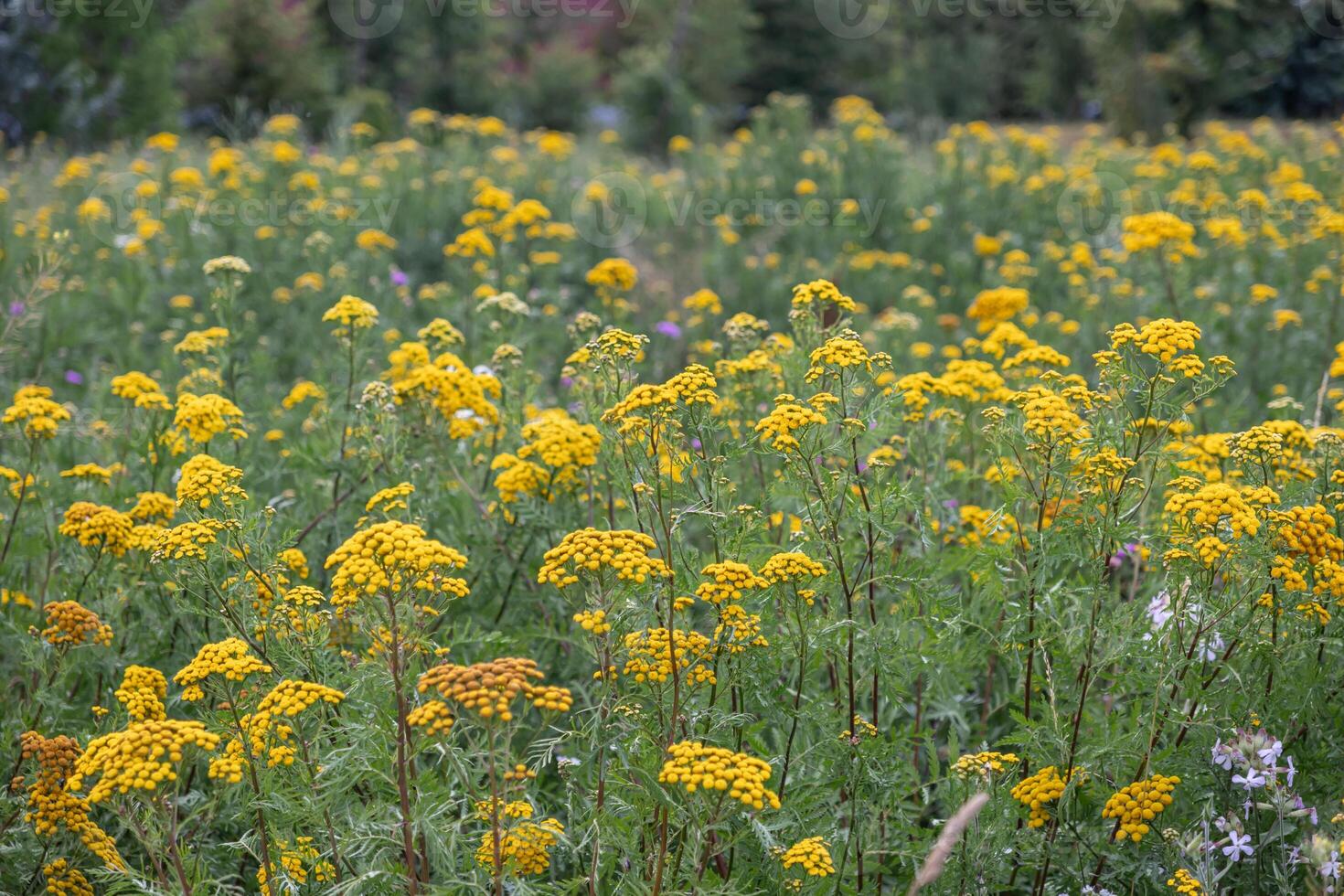 A vibrant expanse of wild yellow tansy flowers thrives beautifully in a sunlit green summer meadow, representing natural beauty and healthy ecosystems photo