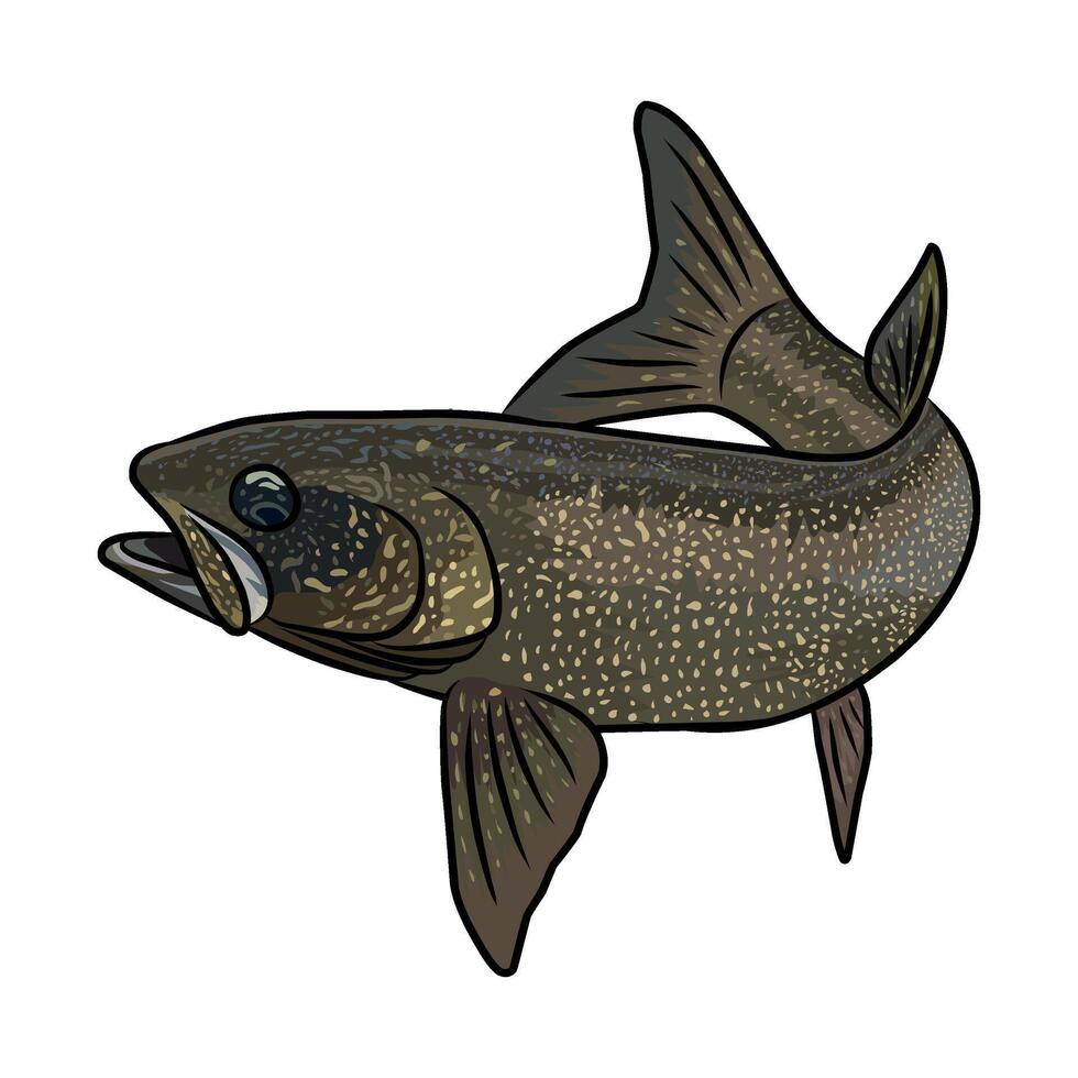 Detailed lake trout illustration, showcasing its distinct markings and open mouth. vector