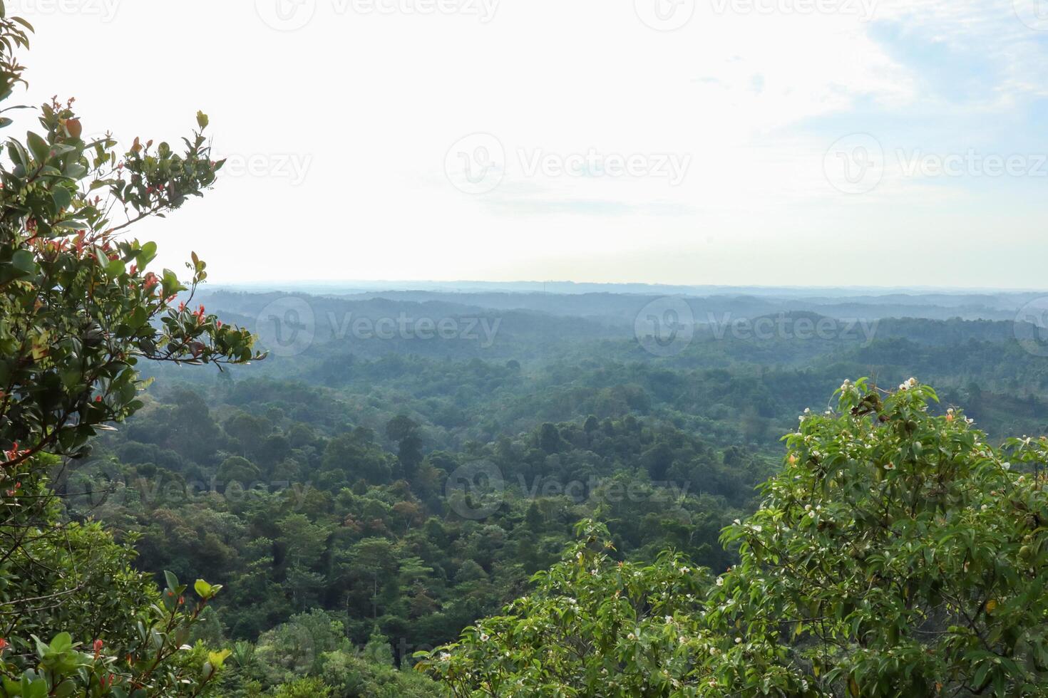 landscape photo of a view of trees on a hill and a view of the forest