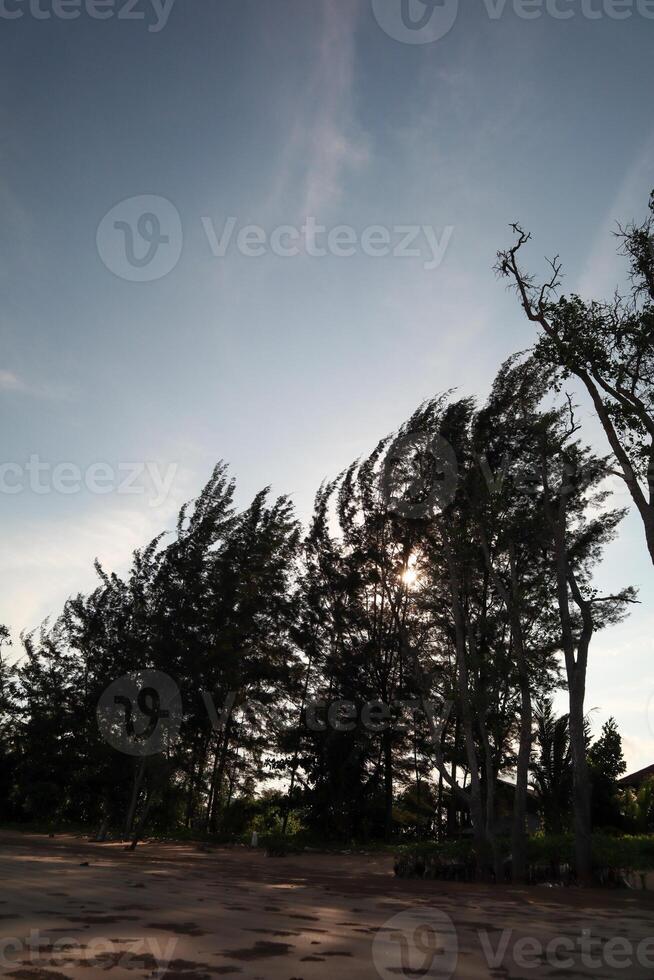 pine trees in silhouette on the beach photo