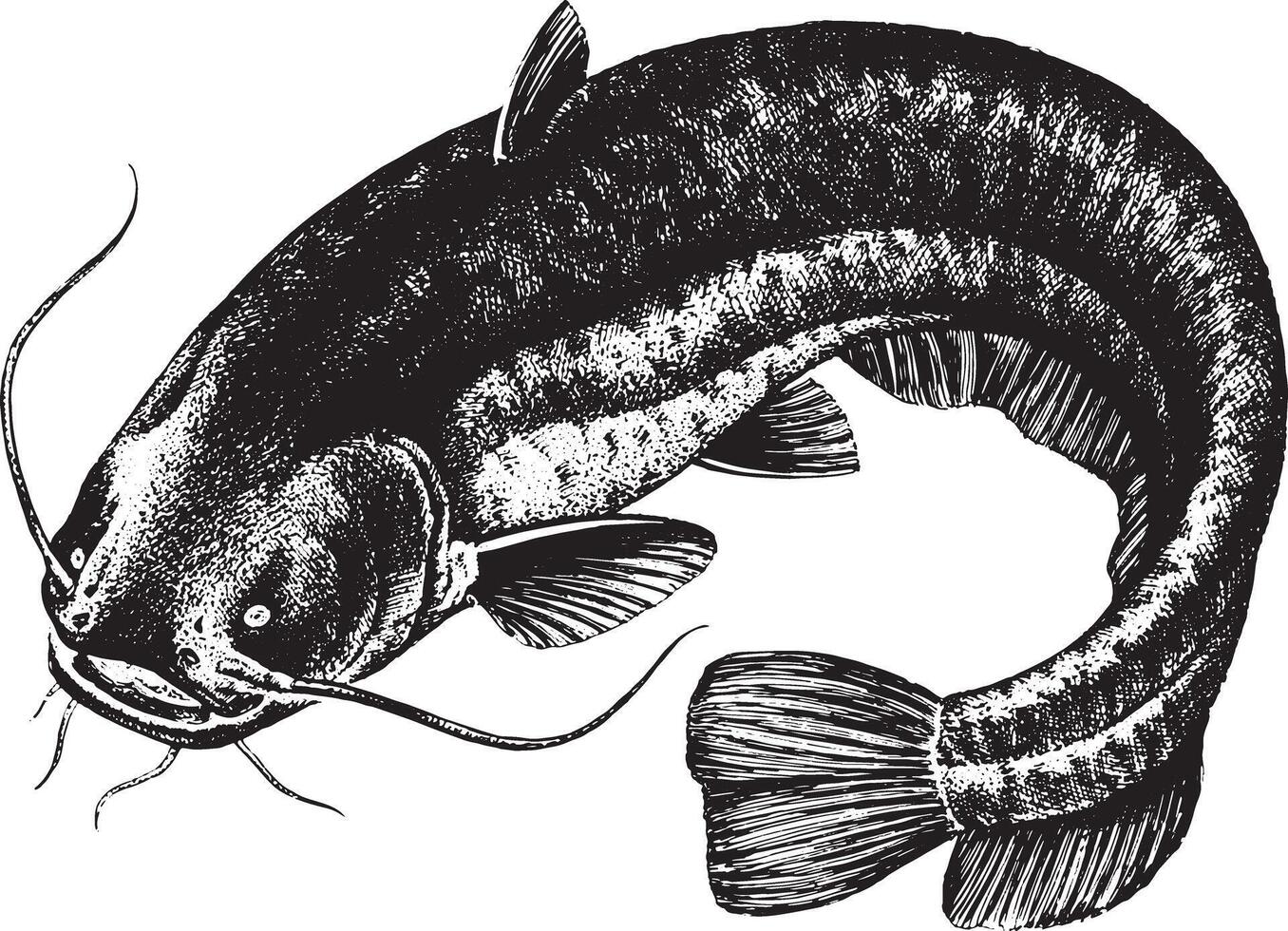 Illustration of a catfish vector