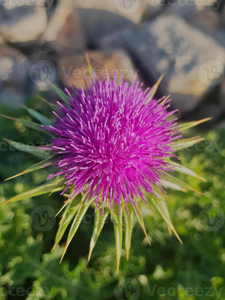 A top view of a wildflower with delicate petals, set against a blurred background with natural lighting and sunshine. The thistle flower is in full bloom. photo
