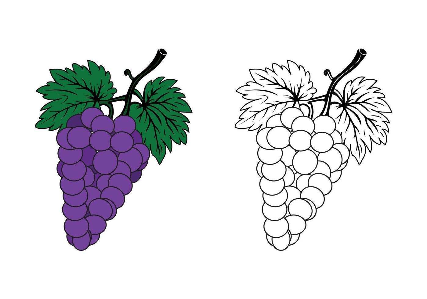 Minimalist black and white doodle of purple grape vine ripe grapes leaves and tree branches simple one line art for coloring book art projects children artbook and creative designs vector