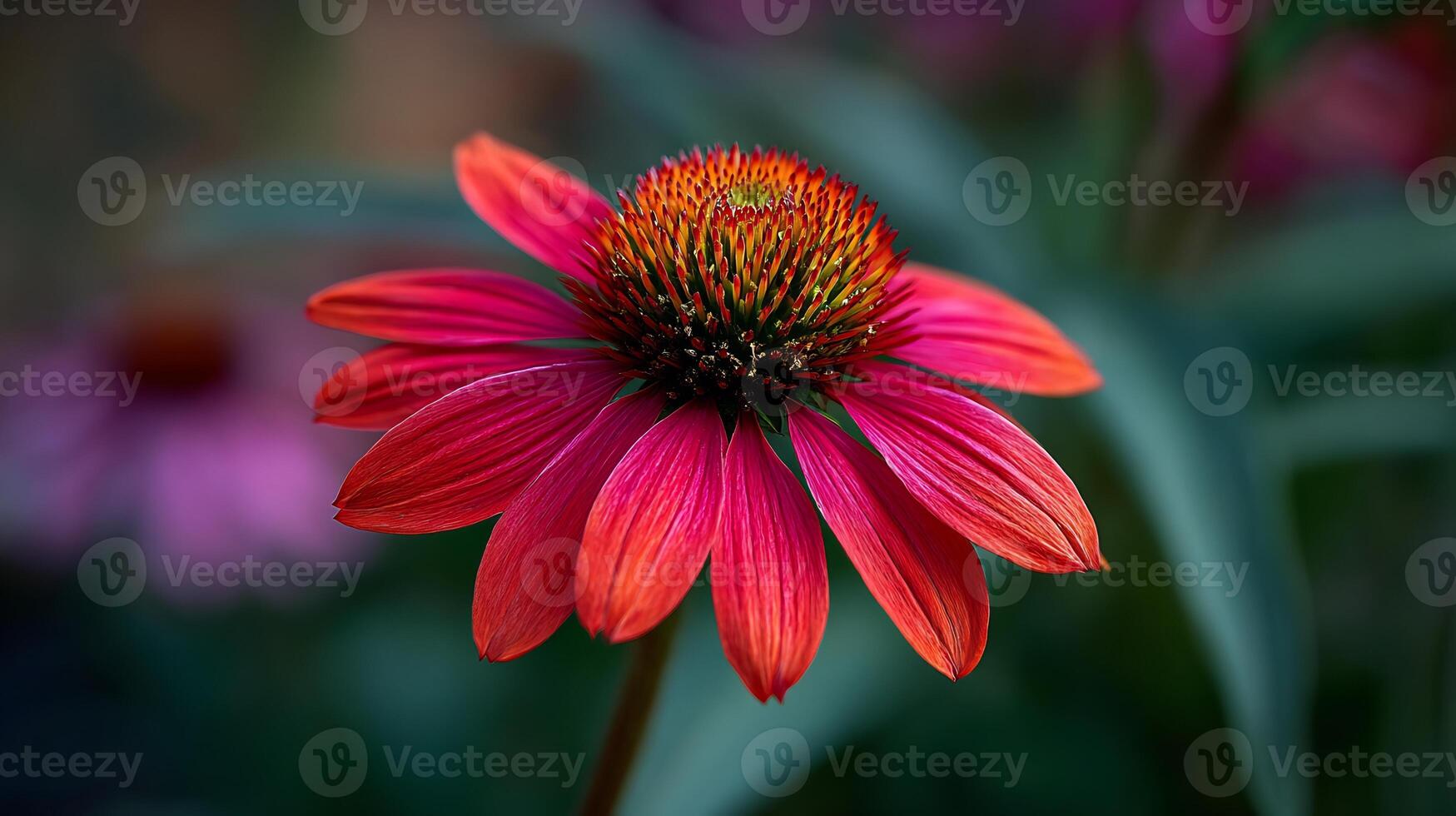 Beautiful red and pink echinacea flower, captured in sharp detail. photo