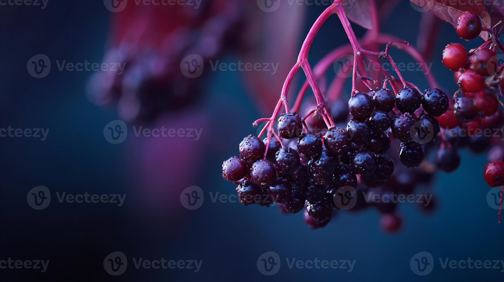 Close-up of fresh, ripe dark berries covered in water droplets. photo