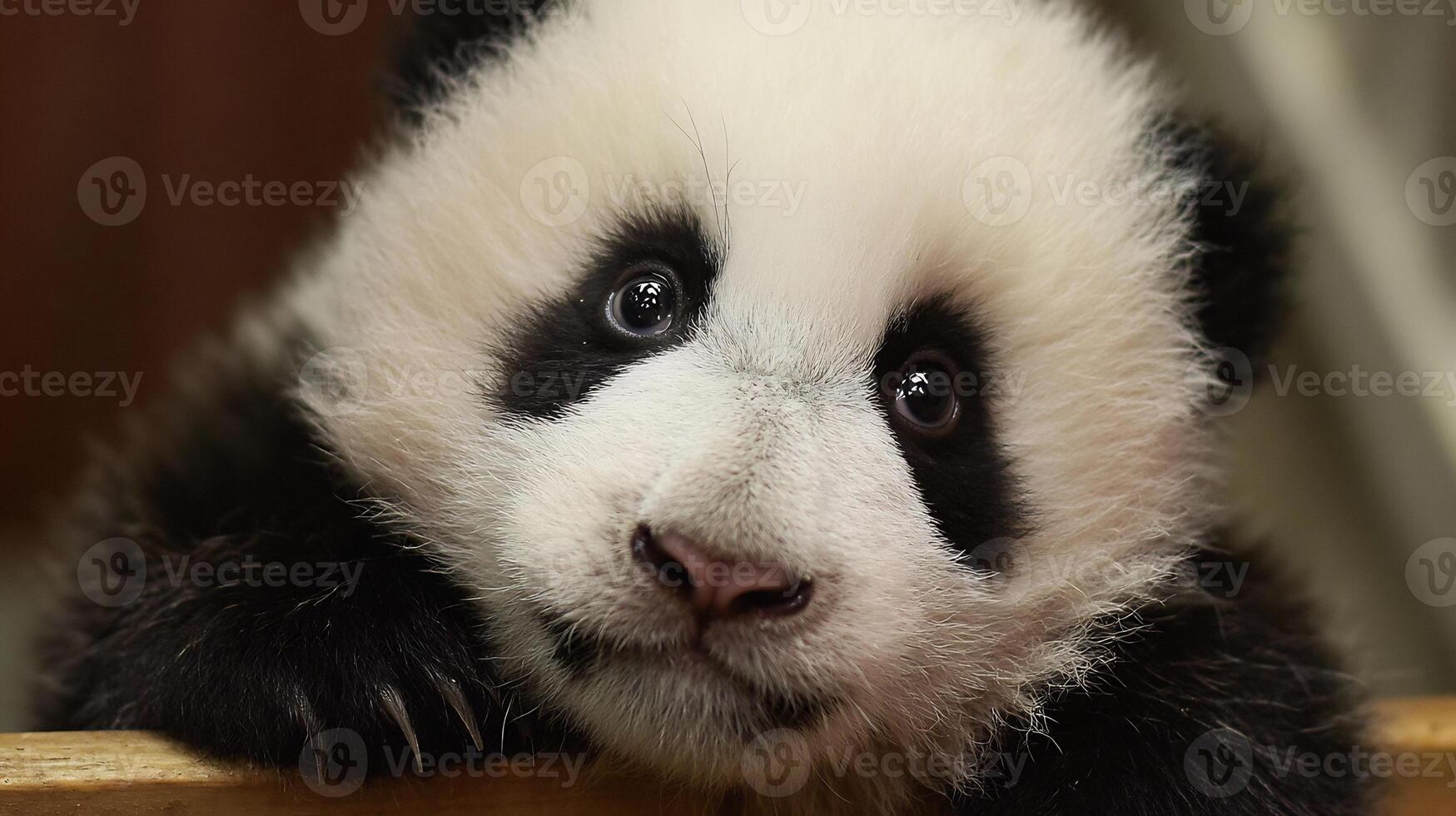 A close-up portrait of an adorable baby panda with black and white fur looking directly. photo