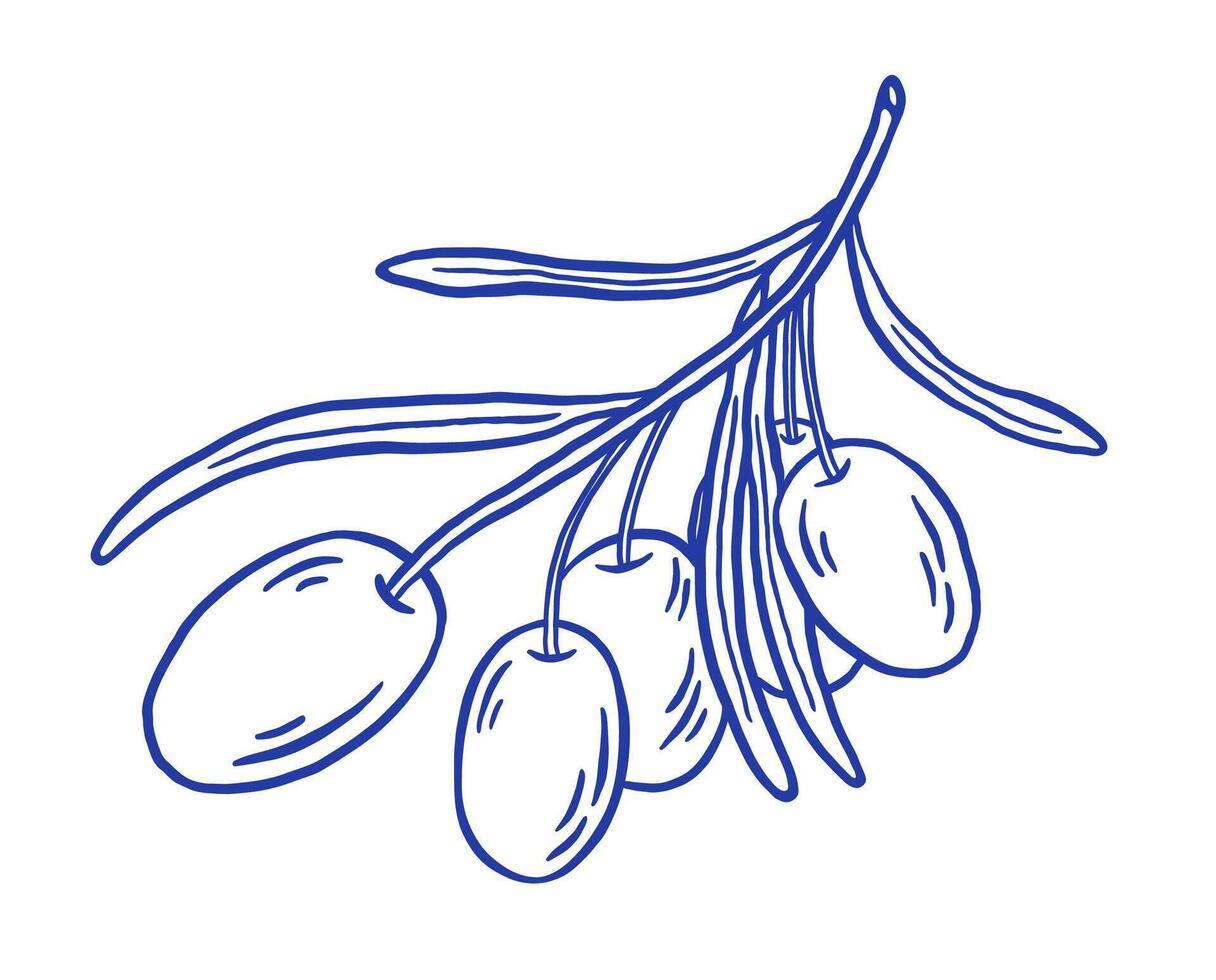 Hand draw olives branch on white background. Mediterranean food illustration in sketch style. vector