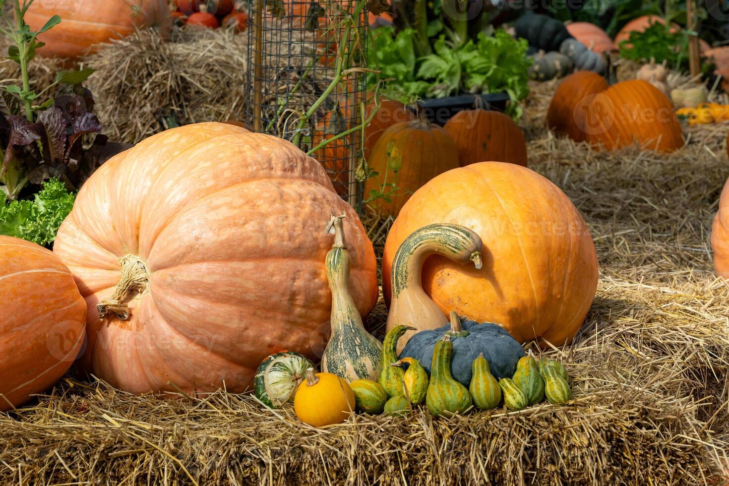 The display of pumpkin and gourd from the harvest fair festival with many homegrown and heirloom species that has been organically grown locally for fall and autumn season photo