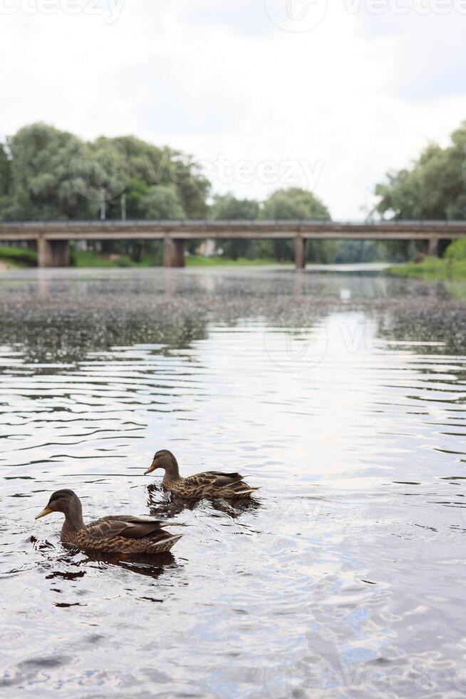 Ducks Gently Swimming in Calm, Serene Water with a Beautiful Fountain in the Background photo