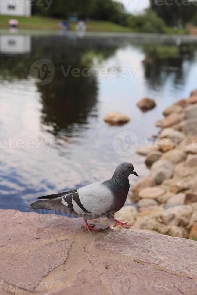 A serene scene of a pigeon resting by water, in a tranquil and beautiful park setting photo