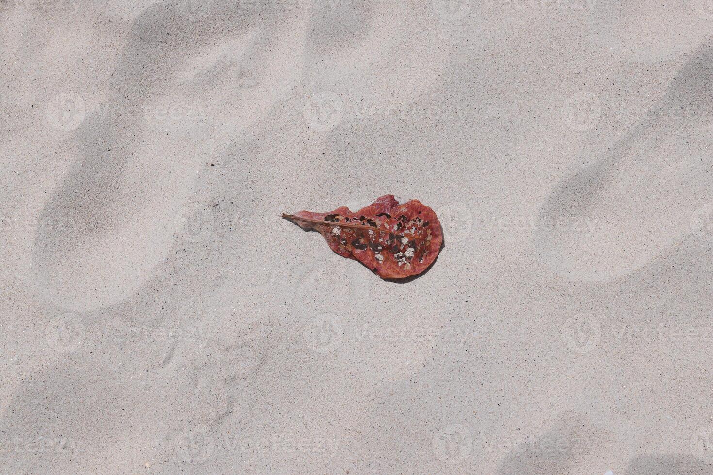 An Intriguing and Beautiful Shell Found on a Sandy Beach A True Showcase of Natures Artistry photo