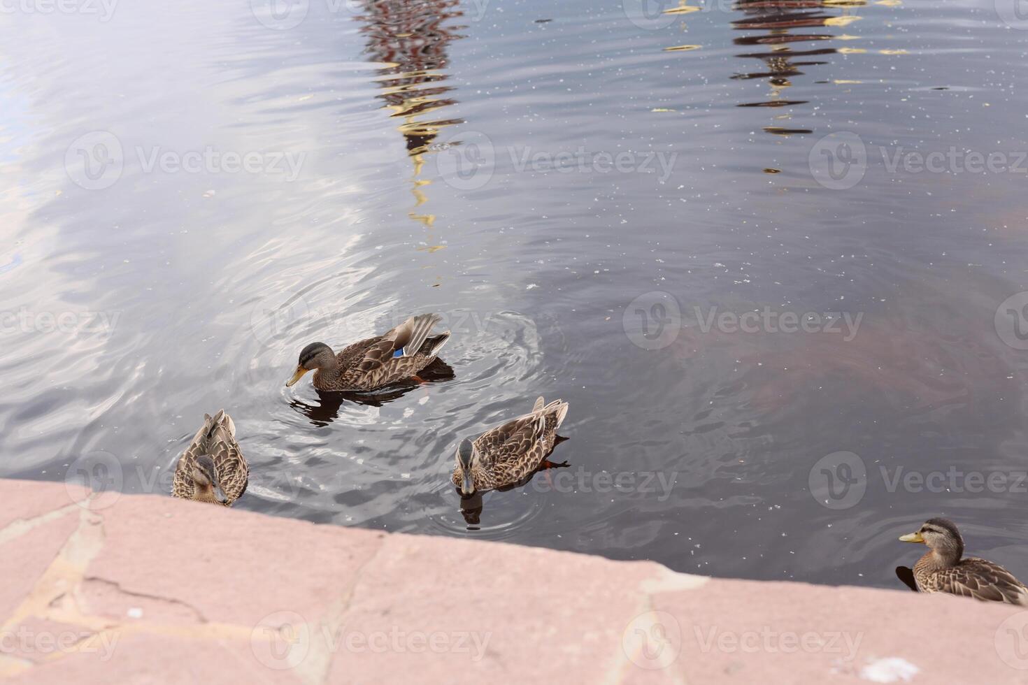Ducks Gracefully Swimming in the Calm and Tranquil Water Filled with Natural Beauty photo