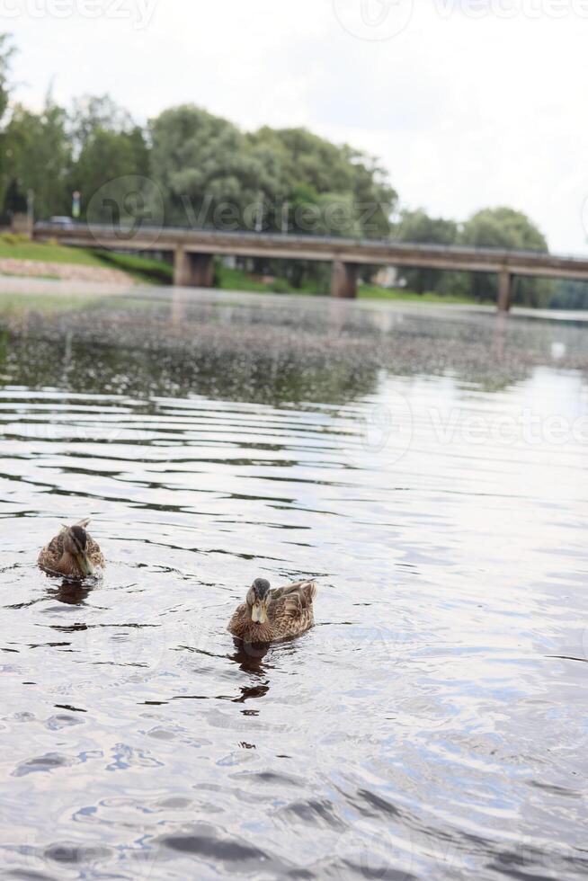 A serene and beautiful water scene featuring ducks gracefully swimming on the calm surface photo