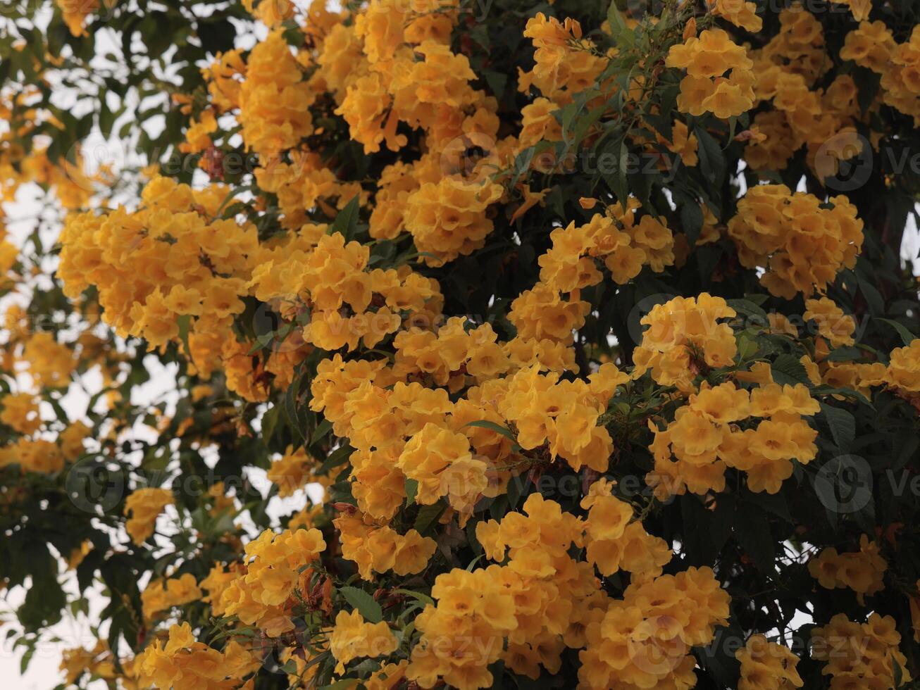 A Vibrant Yellow Flowering Tree in Full and Beautiful Bloom, Radiating Cheerfulness and Life photo